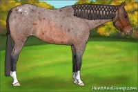 Horse Color:Bay Roan Appaloosa
