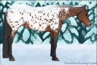 Horse Color:Bay Appaloosa