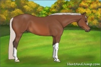 Horse Color:Silver Bay 