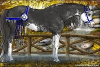 Horse Color:Liver Chestnut Sabino