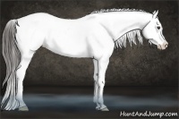 Horse Color:White Spotted Liver Chestnut Sabino Appaloosa