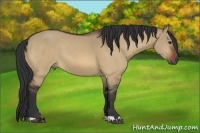 Horse Color:Bay Dun
