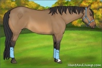 Horse Color:Bay Dun