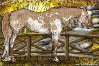 Horse Color:Red Dun Splash  and Red Dun Splash 