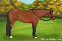 Horse Color:Bay Sabino 