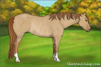 Horse Color:Red Dun Rabicano