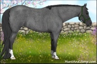 Horse Color:Smoky Blue Roan 