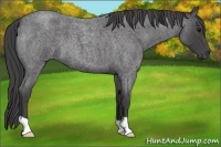 Horse Color:Smoky Blue Roan