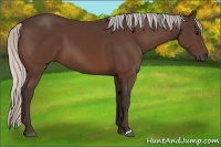 Horse Color:Silver Bay 