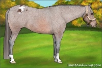 Horse Color:Bay Appaloosa