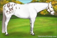 Horse Color:Bay Roan Appaloosa 