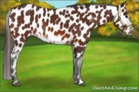 Horse Color:Bay Sabino Frame Appaloosa