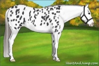 Horse Color:Black Splash Appaloosa 