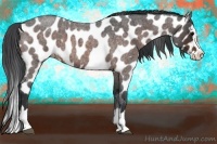 Horse Color:Brown Roan Sabino Splash Near Leopard