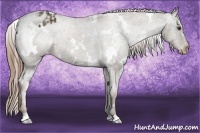 Horse Color:White Spotted Liver Chestnut Varnish 
