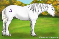 Horse Color:Perlino Ice Splash Appaloosa 