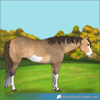 Horse Color:Buckskin Splash Frame 