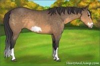 Horse Color:Buckskin Splash Frame 