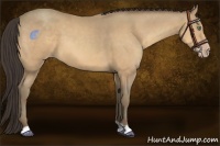 Horse Color:Amber Cream Champagne 