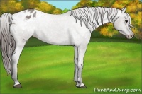 Horse Color:Grullo Roan Appaloosa Rabicano 