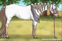 Horse Color:Chestnut Appaloosa 