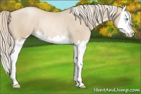 Horse Color:Palomino Pearl Splash Rabicano 