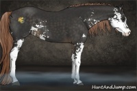 Horse Color:Liver Chestnut Sabino 