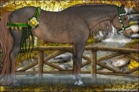 Horse Color:Liver Chestnut Sabino Rabicano 