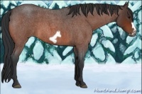 Horse Color:Bay Roan Frame 