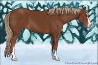 Horse Color:Chestnut Sabino