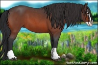 Horse Color:Bay Roan Splash 
