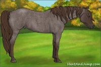 Horse Color:Liver Red Roan 