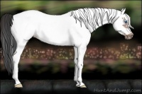 Horse Color:White Spotted Bay Splash Frame