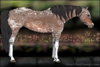 Horse Color:Bay Ice 