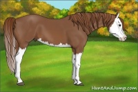 Horse Color:Chestnut Splash 