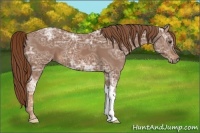 Horse Color:Chestnut Ice