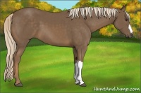 Horse Color:Chocolate Palomino 
