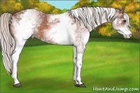 Horse Color:White Spotted Silver Bay 