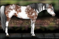 Horse Color:White Spotted Bay Splash Frame 