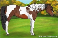 Horse Color:Bay Tobiano 