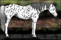 Horse Color:Blue Roan Splash Appaloosa Rabicano