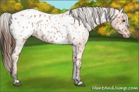 Horse Color:Bay Roan Appaloosa 