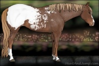 Horse Color:Chestnut Sabino Appaloosa 