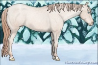 Horse Color:Buckskin Pearl Varnish 