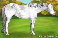Horse Color:White Spotted Black Appaloosa 