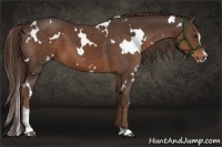 Horse Color:White Spotted Liver Chestnut Sabino 