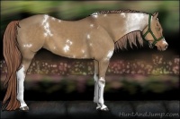 Horse Color:White Spotted Liver Red Dun Tobiano 