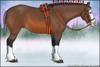 Horse Color:Bay Splash