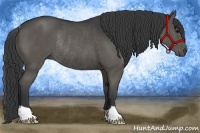 Horse Color:Black Rabicano