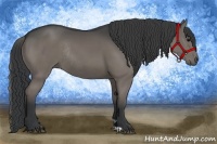 Horse Color:Black Rabicano